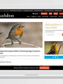 Header image of Audubon case study